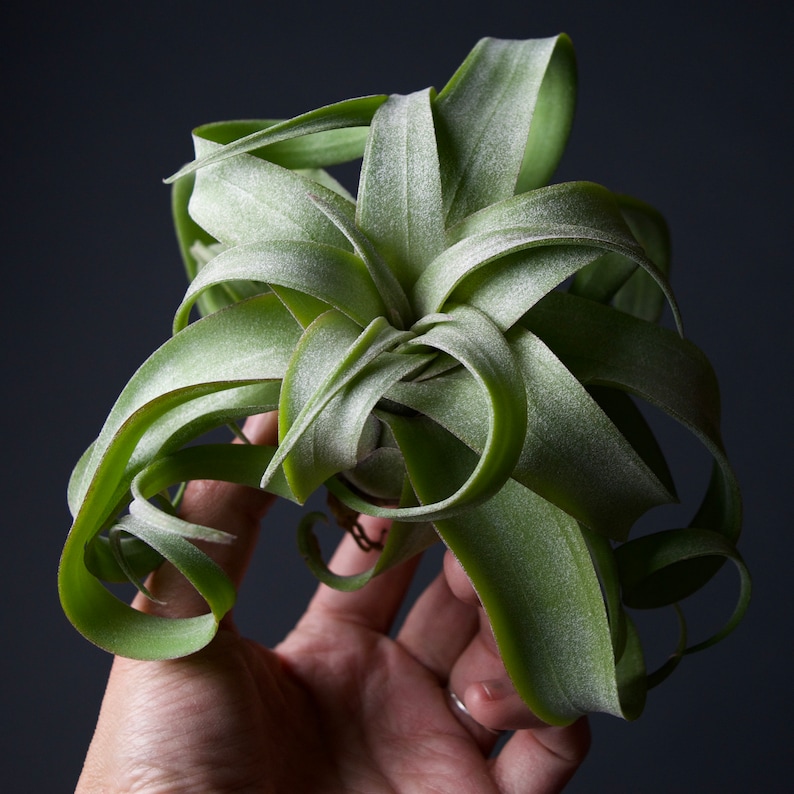 Tillandsia Streptophylla Linguine Plant image 7