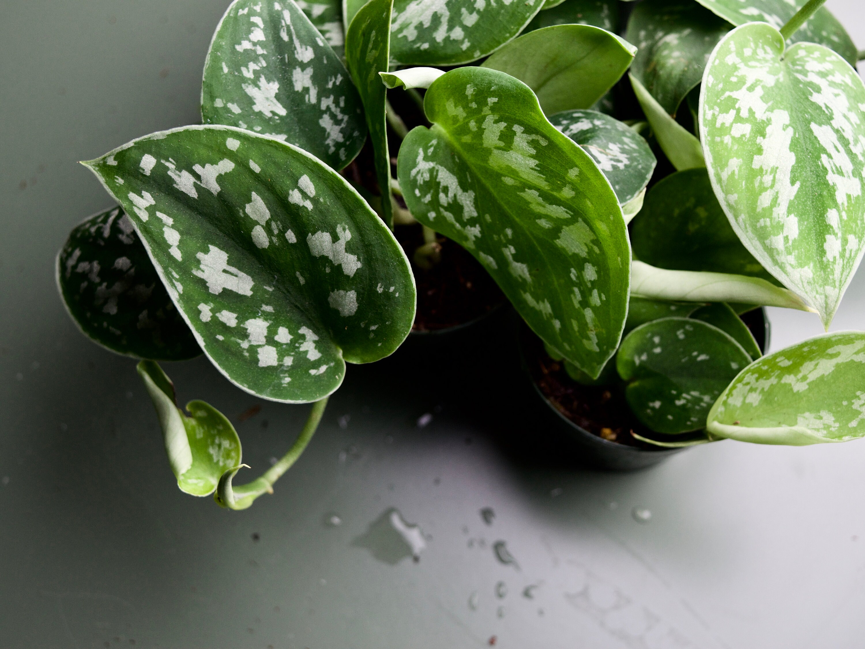 Philodendron Silver Satin Pothos Scindapsus Pictus Argyraeus Etsy