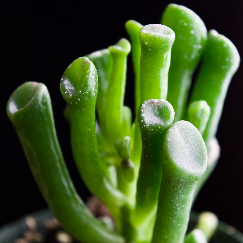 Carssula Ovata Gollum Jade Succulent Ogre Ears Plant