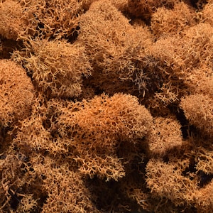 May include: A close-up of a pile of dried brown reindeer moss. The moss is a natural material used in crafts and floral arrangements.