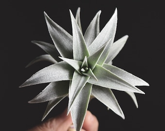 Tillandsia Edithae Silver