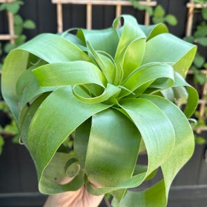 EXTREMELY RARE Tillandsia Samantha | Award Winning Bromeliad Air Plant