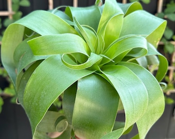 EXTREMELY RARE Tillandsia Samantha | Award Winning Bromeliad Air Plant