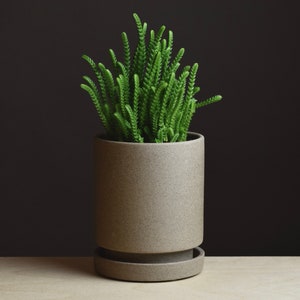 May include: A small green succulent plant in a gray ceramic pot with a matching saucer. The pot has a textured surface.