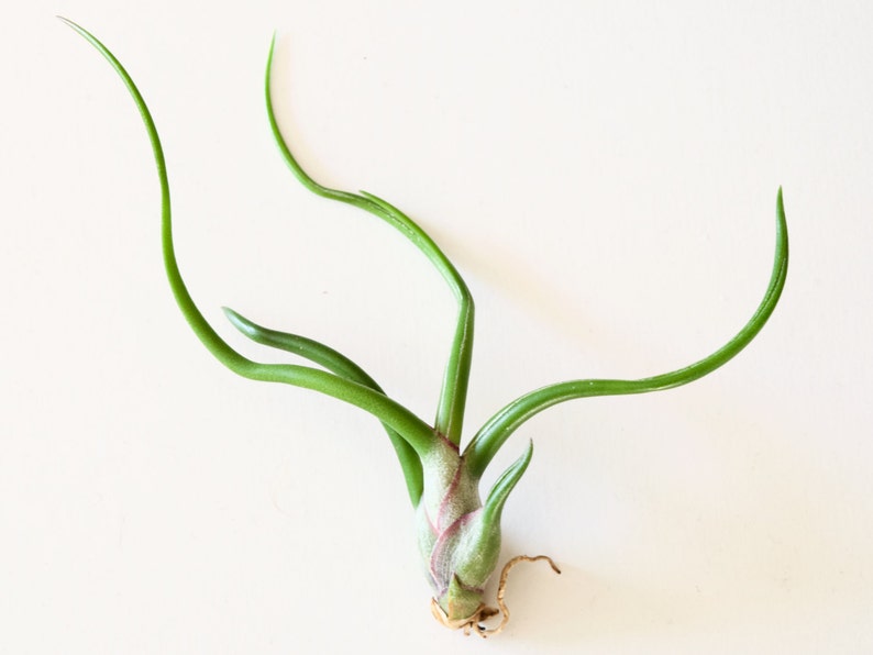 Tillandsia Bulbosa Alien Air Plant image 3