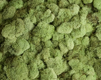 Preserved Reindeer Moss - Pistachio