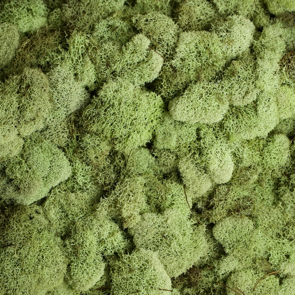 Preserved Reindeer Moss - Pistachio