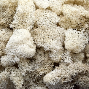 Preserved Reindeer Moss - Natural