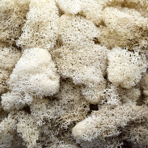 Preserved Reindeer Moss 1 oz - Natural