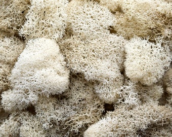 Preserved Reindeer Moss 1 oz - Natural