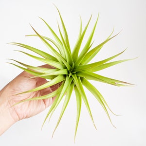 Tillandsia Brachycaulos Color Changing Air Plant image 5