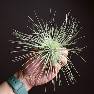 Tillandsia Fuchsii Air Plant image 3