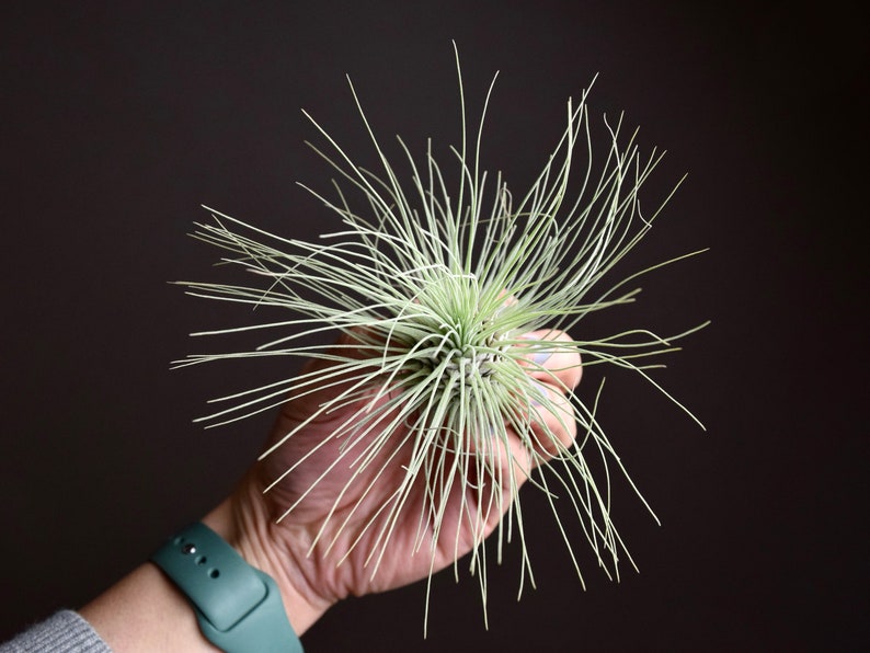 Tillandsia Fuchsii Air Plant image 3