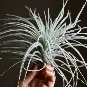 XL Tillandsia Tectorum Peru Specimen RARE Fuzzy Air Plant image 5