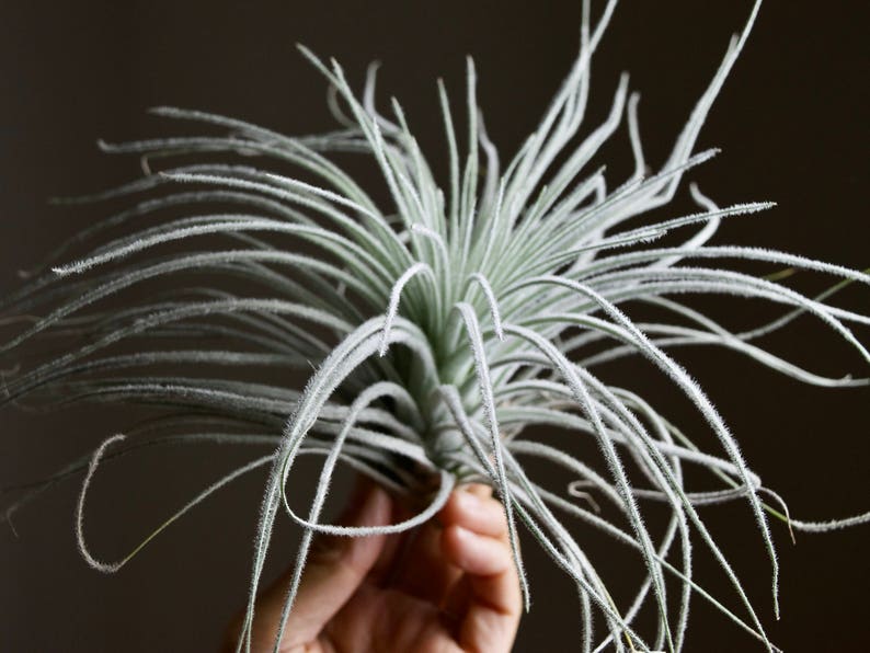 XL Tillandsia Tectorum Peru Specimen RARE Fuzzy Air Plant image 5