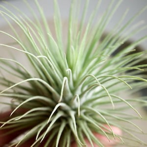 Tillandsia Fuchsii v. Fuchsii RARE Thick Form image 4