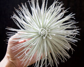 XL Tillandsia Tectorum Ecuador | Fuzzy Snow Ball Air Plant