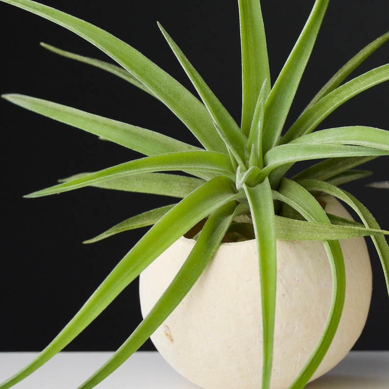 Tillandsia Velutina image 4