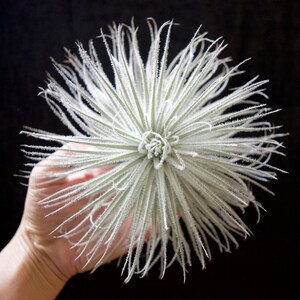 May include: A white, fluffy air plant with long, thin leaves. The plant is held in a hand against a black background.