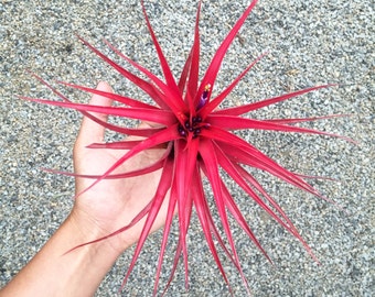 Tillandsia Brachycaulos | Color Changing Air Plant
