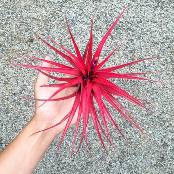 Tillandsia Brachycaulos | Color Changing Air Plant!