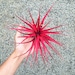 Tillandsia Brachycaulos | Color Changing Air Plant!