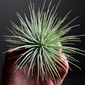 Tillandsia Fuchsii v. Fuchsii RARE Thick Form image 1