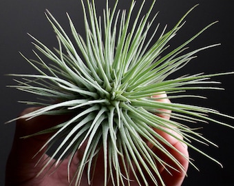 Tillandsia Fuchsii v. Fuchsii | RARE Thick Form