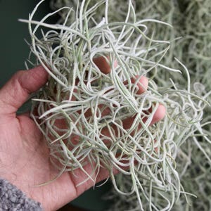 Tillandsia Usneoides RARE THICK Live Spanish Moss image 5