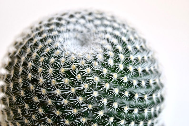 Spyloh Mammillaria Elegans - Thumbnail 2