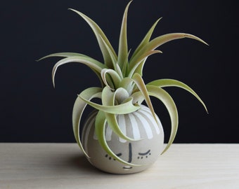 Cutie Pie Air Plant Display