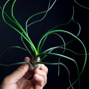 Tillandsia Bulbosa Alien Air Plant image 2