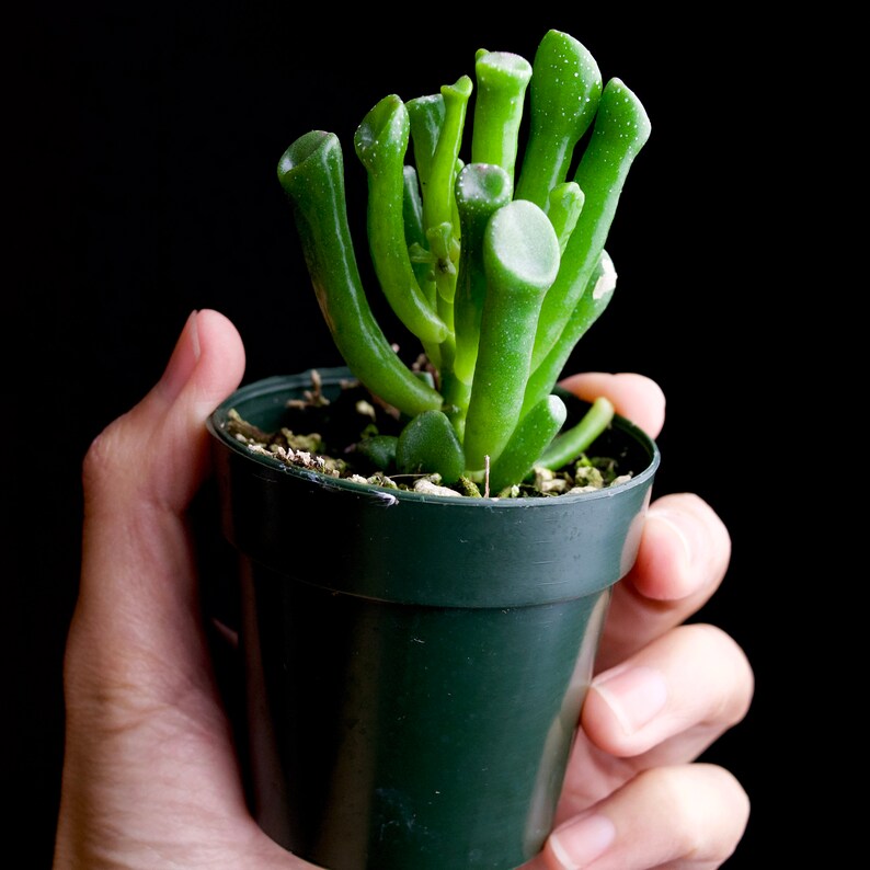 Carssula Ovata Gollum Jade Succulent Ogre Ears Plant