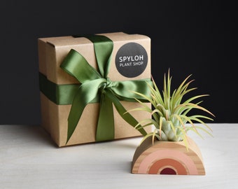 Rainbow Air Plant Gift Box