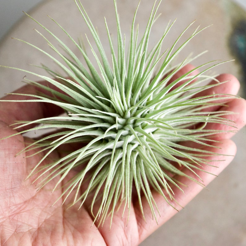 Tillandsia Fuchsii v. Fuchsii RARE Thick Form image 2