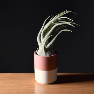 Minimal Air Plant Display - Top Half Color