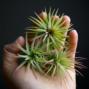 FREE SHIPPING Multi-Pack Air Plant Tillandsia Ionantha Rubra