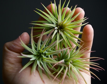 10-PACK BULK Tillandsia Ionantha Rubra