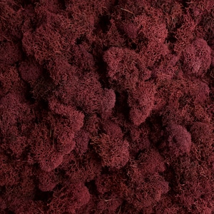 Preserved Reindeer Moss - Wine