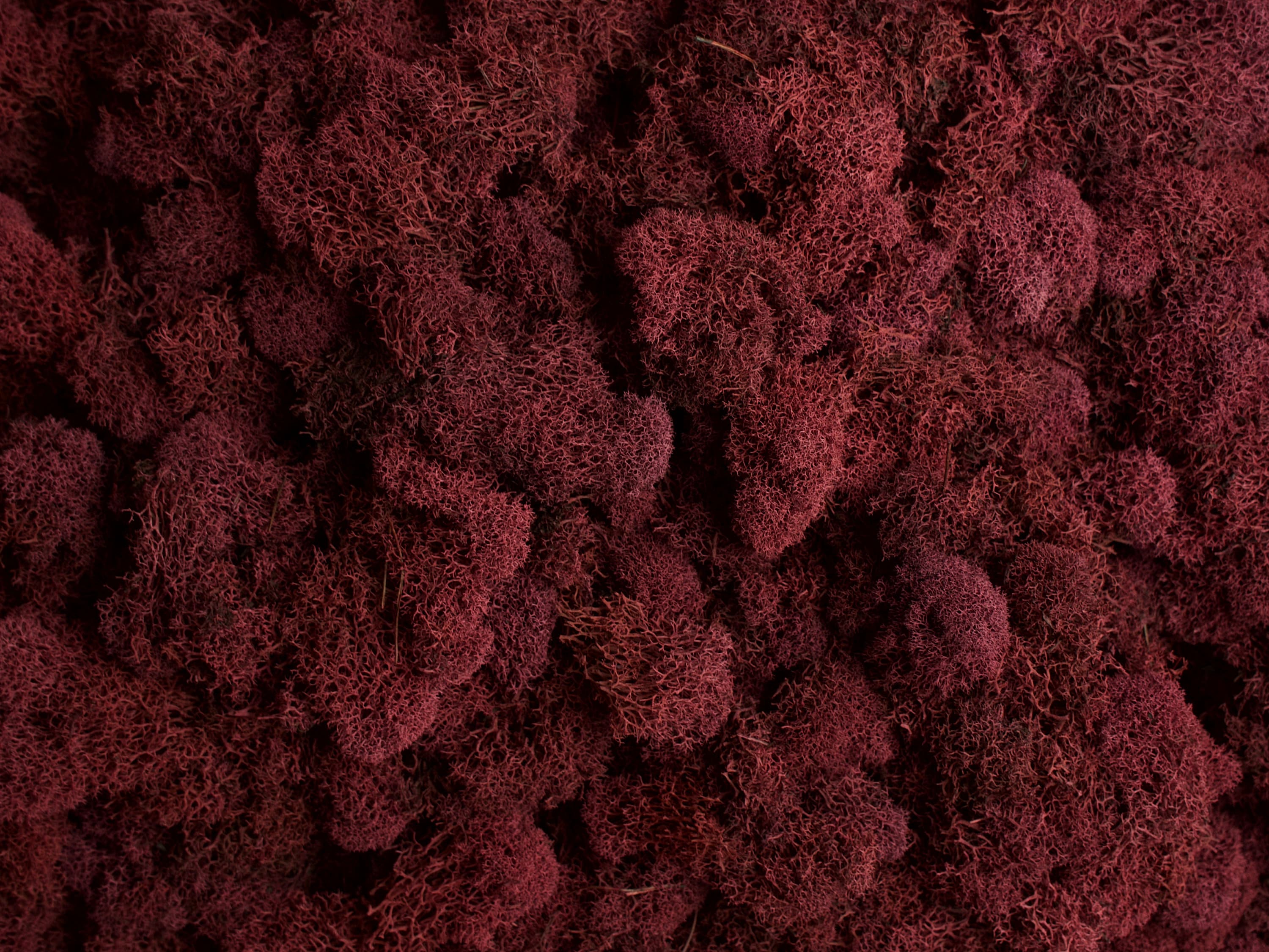 Preserved Reindeer Moss - Wine