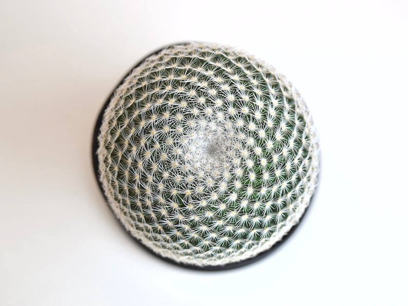 Spyloh Mammillaria Elegans - Thumbnail 3