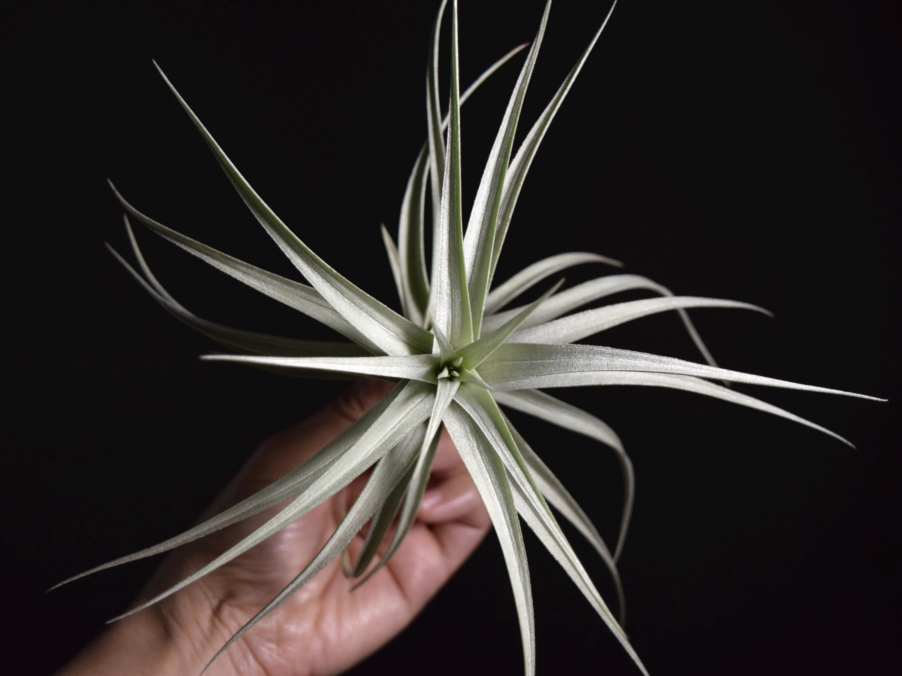 RARE Tillandsia Ixioides Blue Albino - Etsy