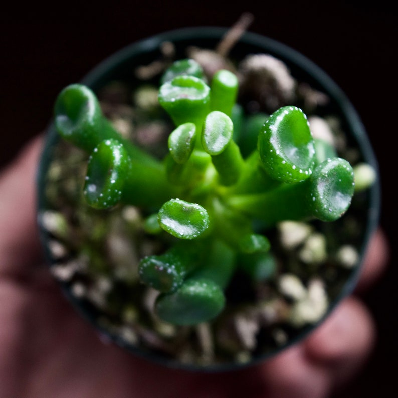 Carssula Ovata Gollum Jade Succulent Ogre Ears Plant