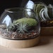 see more listings in the Pots + Terrariums section
