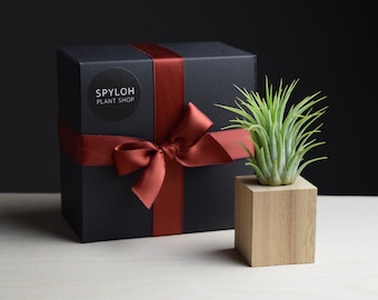 Wood Magnet + Air Plant Gift Box