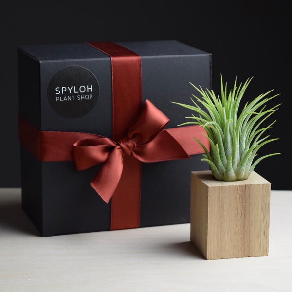 Wood Magnet + Air Plant Gift Box