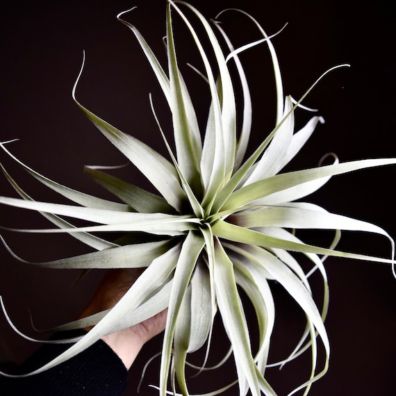 Blue Moon Tillandsia Latifolia Var. Divaricata - Etsy