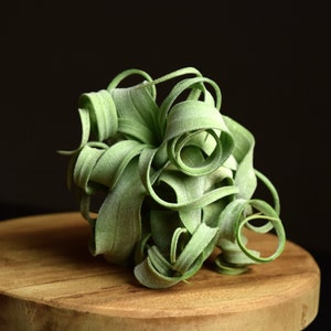 Tillandsia Streptophylla | Linguine Plant