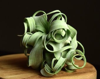 Tillandsia Streptophylla | Linguine Plant