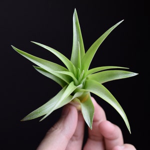 Tillandsia Brachycaulos Color Changing Air Plant image 2